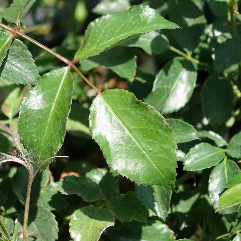 Rosa 'Meivahyn' ICE MEILLANDECOR® - Rosier Ice Meillandécor, Rosier Ice Meidiland (Foliage)