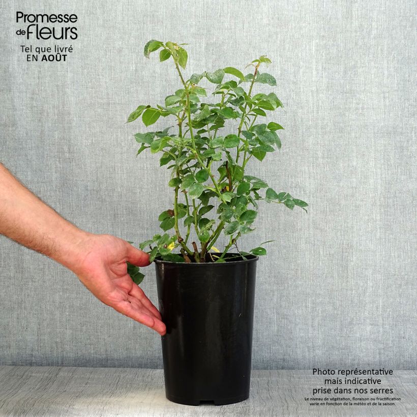 Rosa x floribunda 'Mariatheresia'  - Shrub Rose 4L/5L potShipped height around 30/40cm sample as delivered in summer