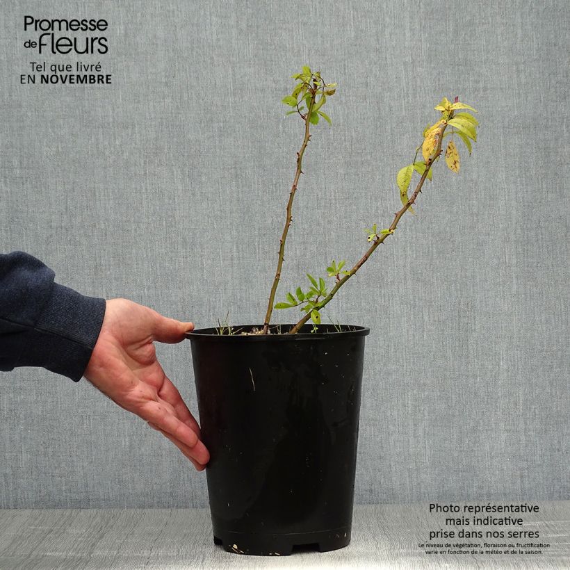 Rosier arbustif Matchball - en pot de 4L/5L. sample as delivered in autumn