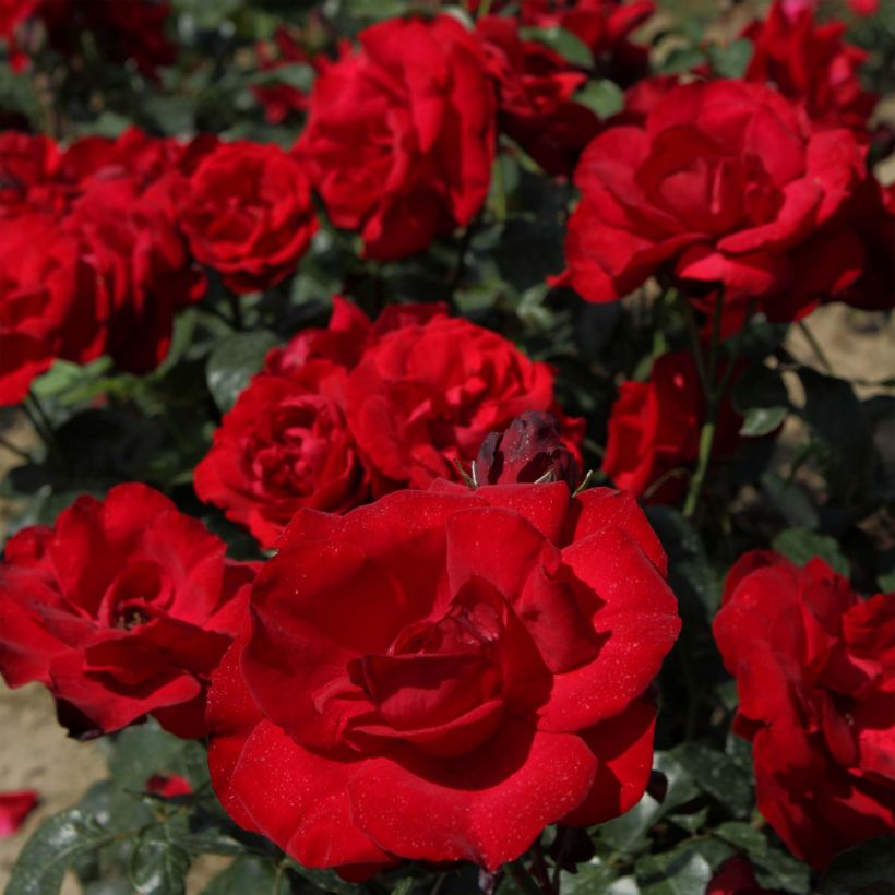 Rosa Grand Hotel - hybrid tea rose (Flowering)