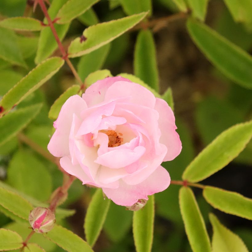 Rosa Petite de Terre Franche - Hybrid Musk rose (Flowering)