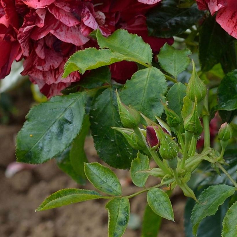 Rosa Queen of the Night - Floribunda rose (Foliage)