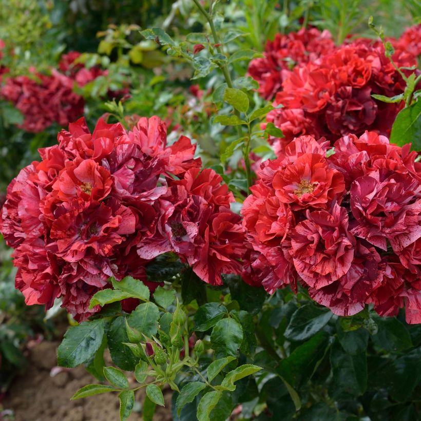Rosa Queen of the Night - Floribunda rose (Flowering)