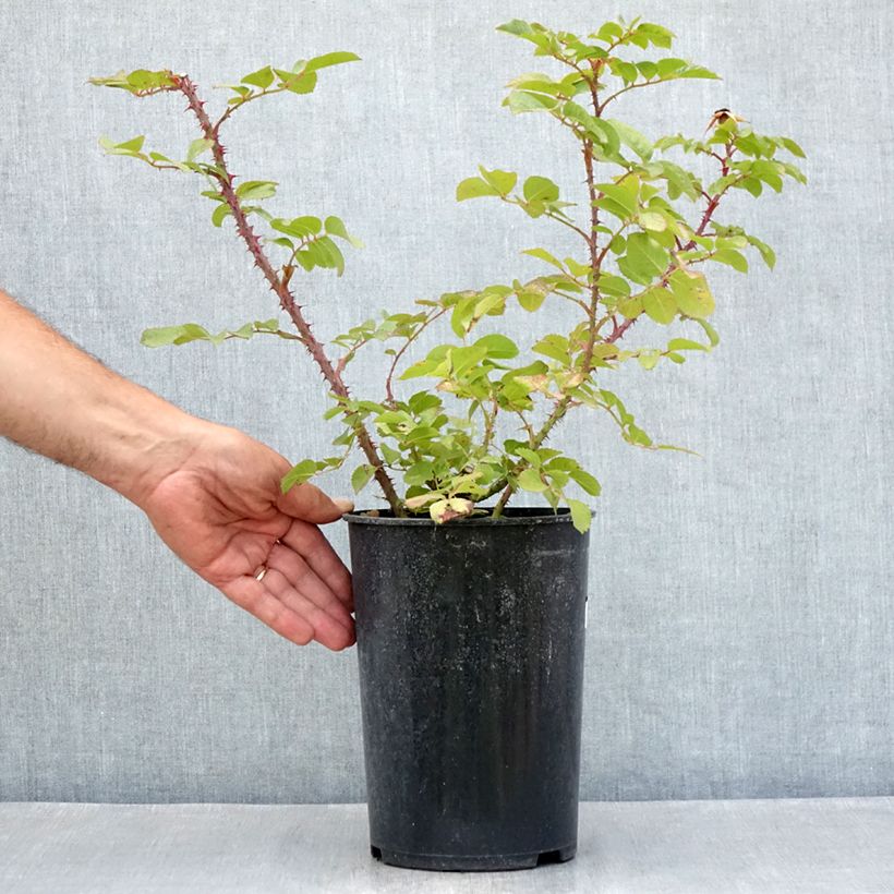 Rosa Robusta - Rugosa rose 4L/5L pot sample as delivered in summer