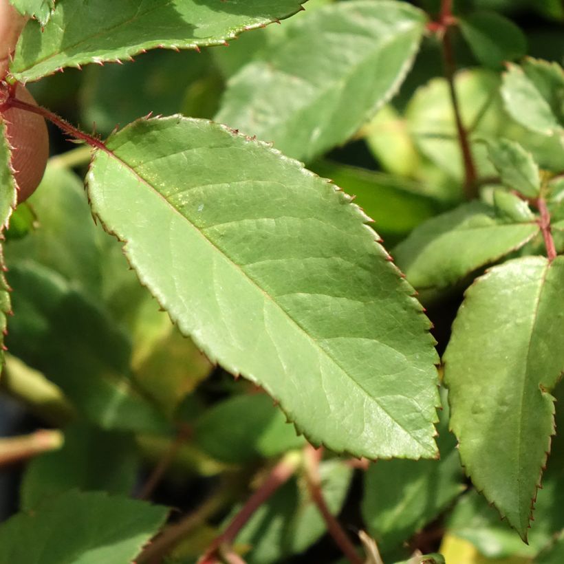 Rosa x moschata 'Rosalita' - Shrub Rose (Foliage)