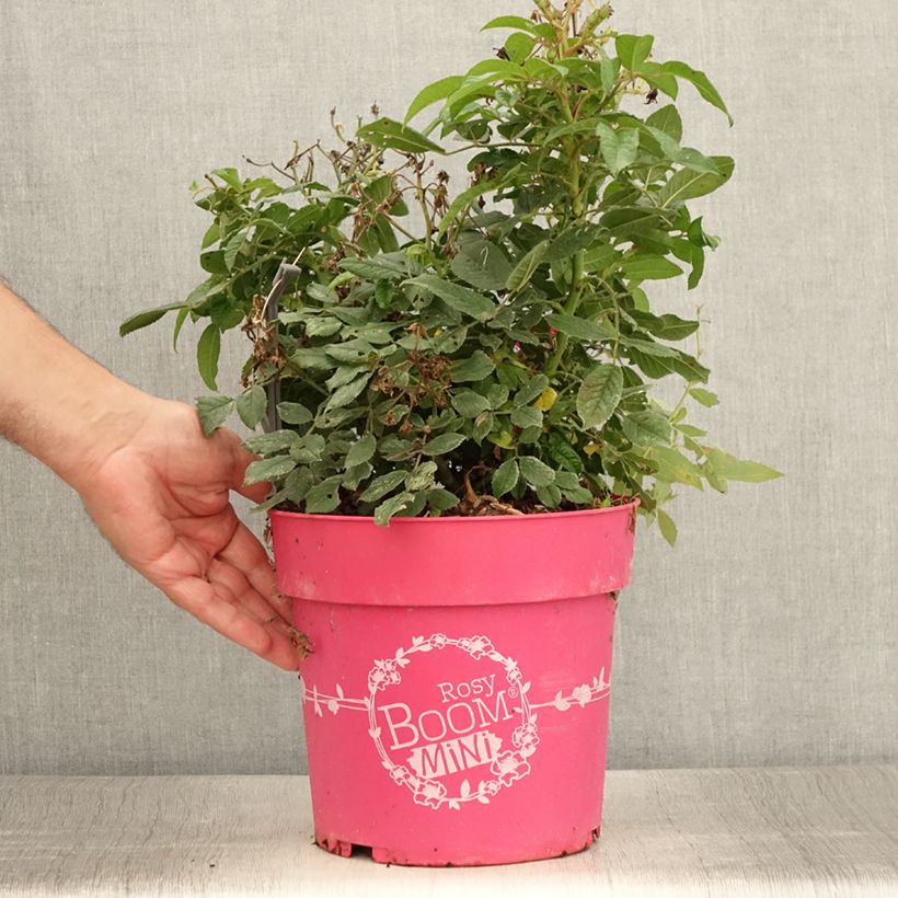 Rosa Rosy Boom Mini 6L/7L pot sample as delivered in summer