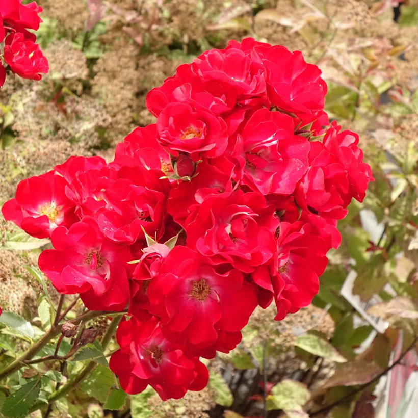 Rosa Rosy Boom La Belle Rouge - Shrub Rose (Flowering)