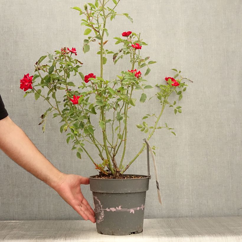 Rosa Rosy Boom La Belle Rouge - Shrub Rose 6L/7L pot sample as delivered in summer