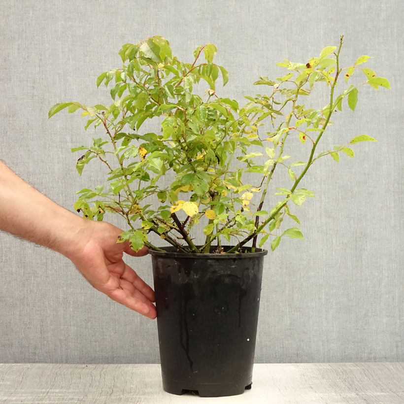Rosa Rosy Cushion - Shrub Rose 4L/5L pot sample as delivered in summer