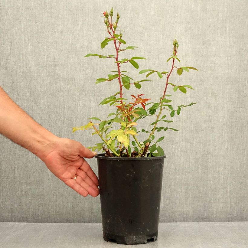Rosa x floribunda 'Rush' - Shrub Rose 4L/5L pot sample as delivered in summer