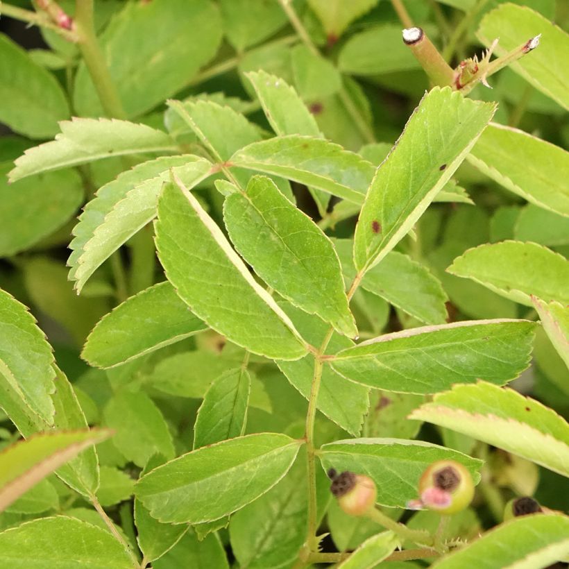 Rosa x moschata 'Schubert' - Musk Rose (Foliage)