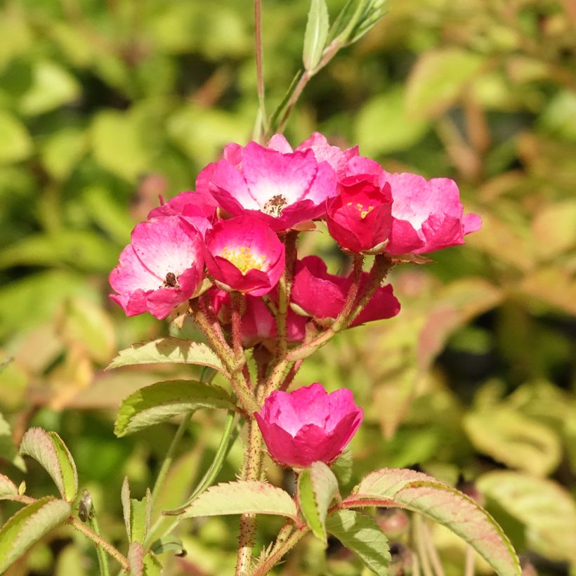 Rosa x moschata 'Schubert' - Musk Rose (Flowering)