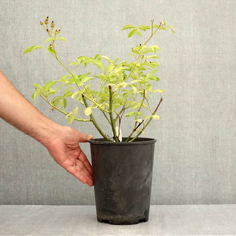 Rosa x moschata 'Schubert' - Musk Rose 4L/5L pot sample as delivered in summer