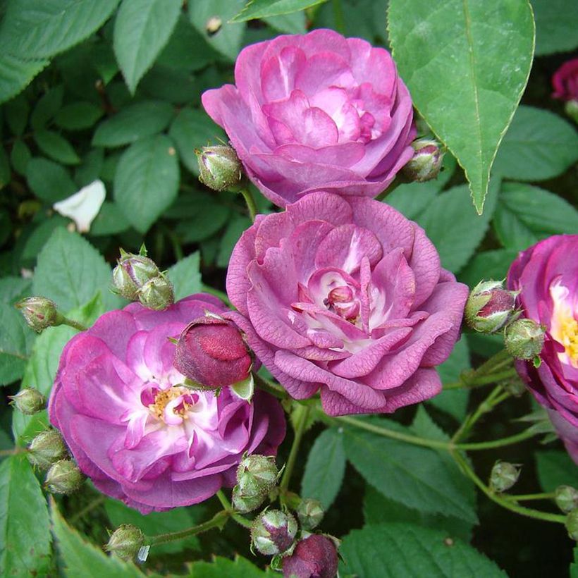 Rosa Sibelius - Hybrid Musk Rose (Flowering)