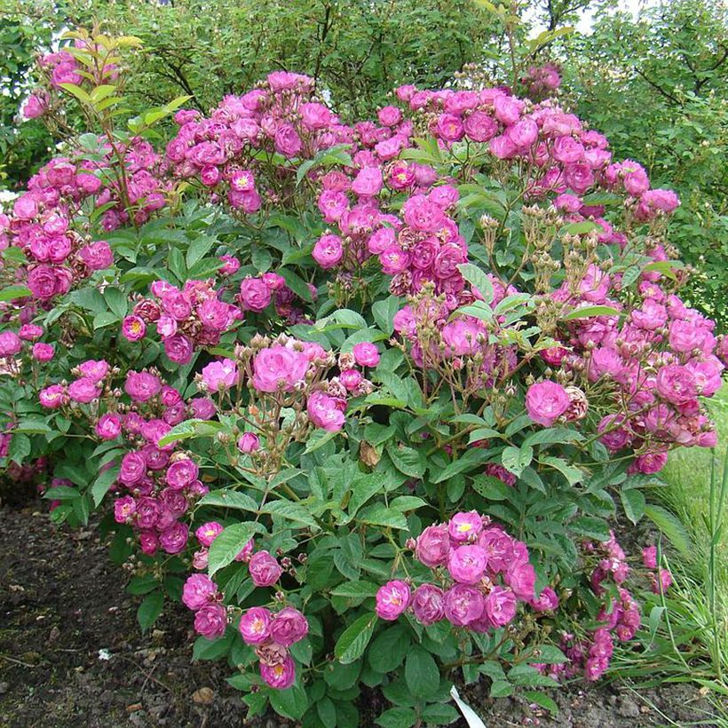 Rosa Sibelius - Hybrid Musk Rose (Plant habit)
