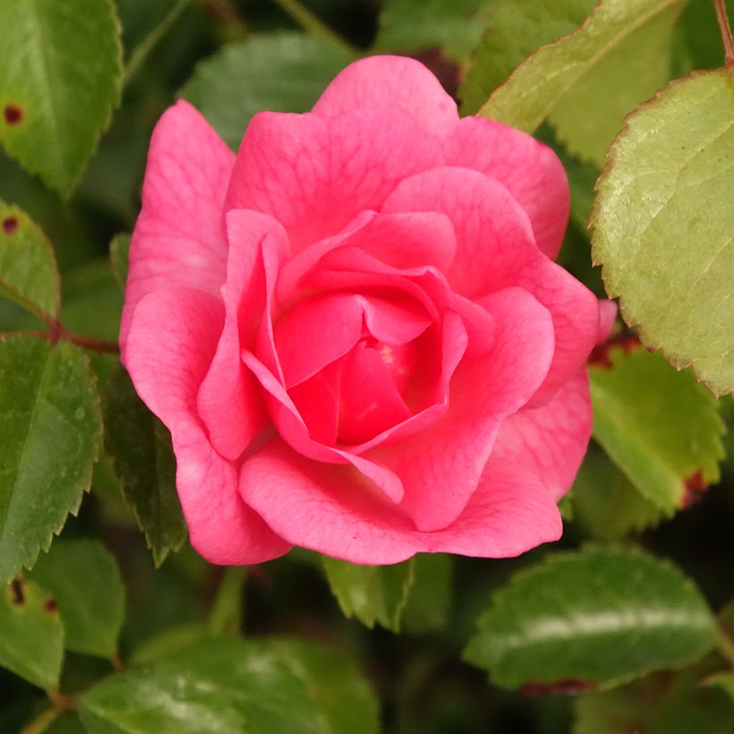 Rosa Bees Paradise Pink - patio rose (Flowering)