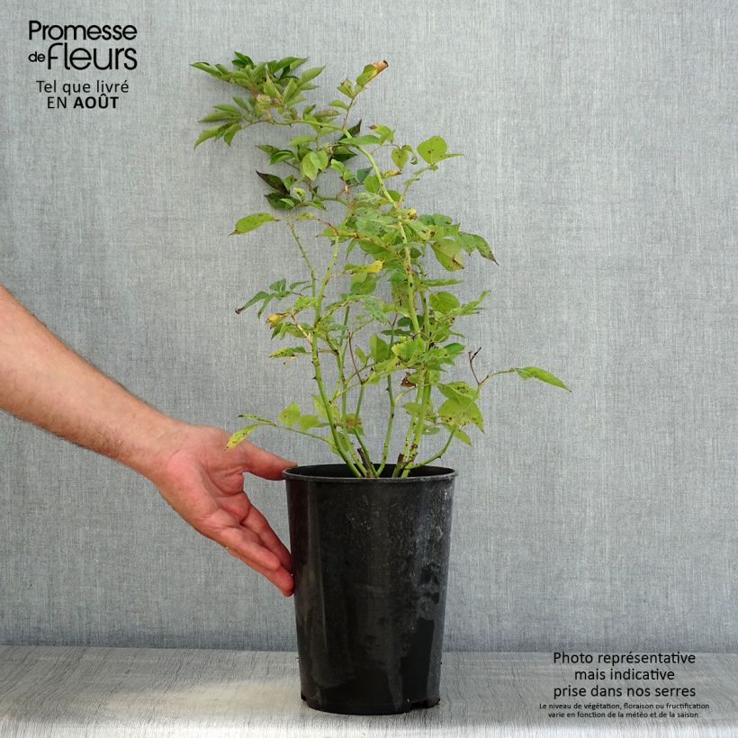 Rosa multiflora Bleu Magenta - Climbing Rose 4L/5L pot sample as delivered in summer