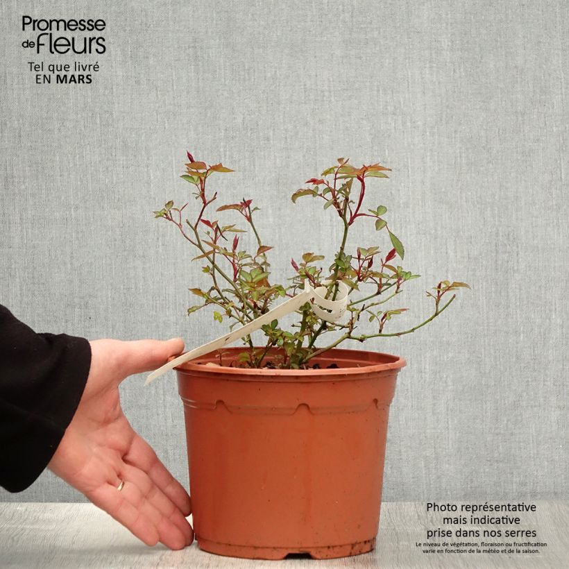 Rosa x chinensis 'Mutabilis' - China Rose 2L/3L pot sample as delivered in spring