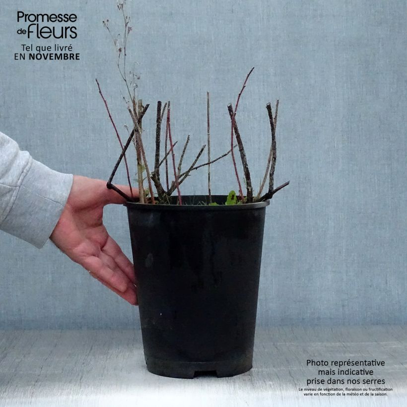 Rosa nitida 2L/3L pot sample as delivered in autumn