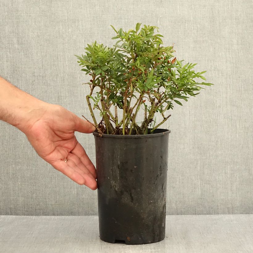 Rosa nitida 2L/3L pot sample as delivered in summer