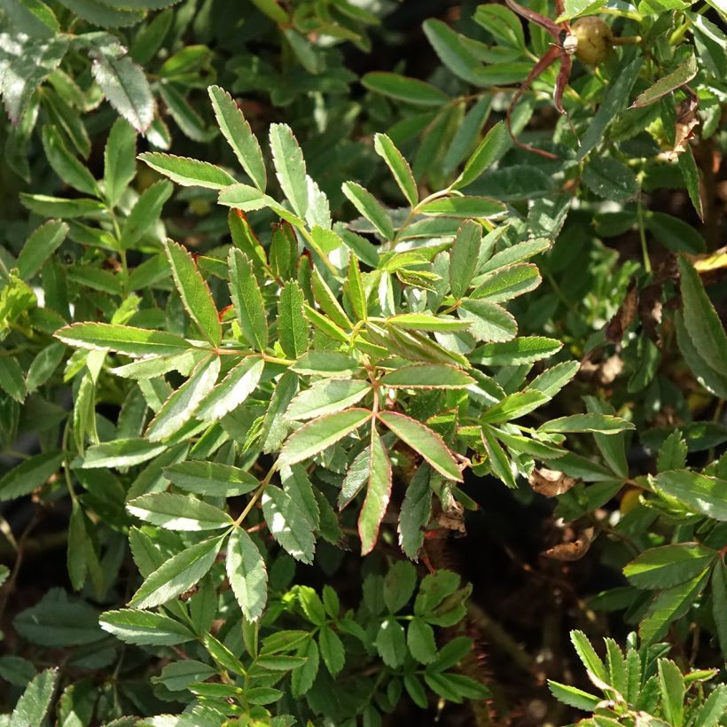Rosa nitida (Foliage)