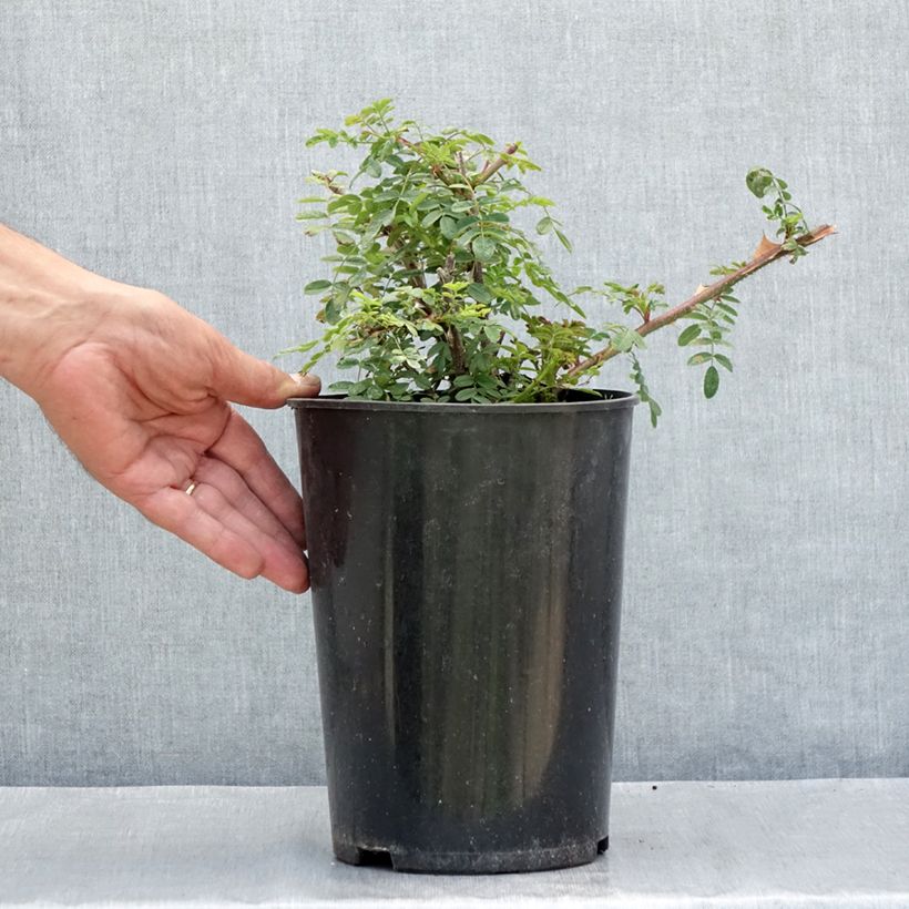 Rosa omeiensis Pteracantha 4L/5L pot sample as delivered in summer