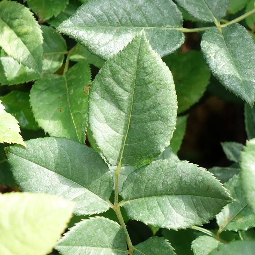 Rosa 'La Gaité' - Hybrid Tea Rose (Foliage)