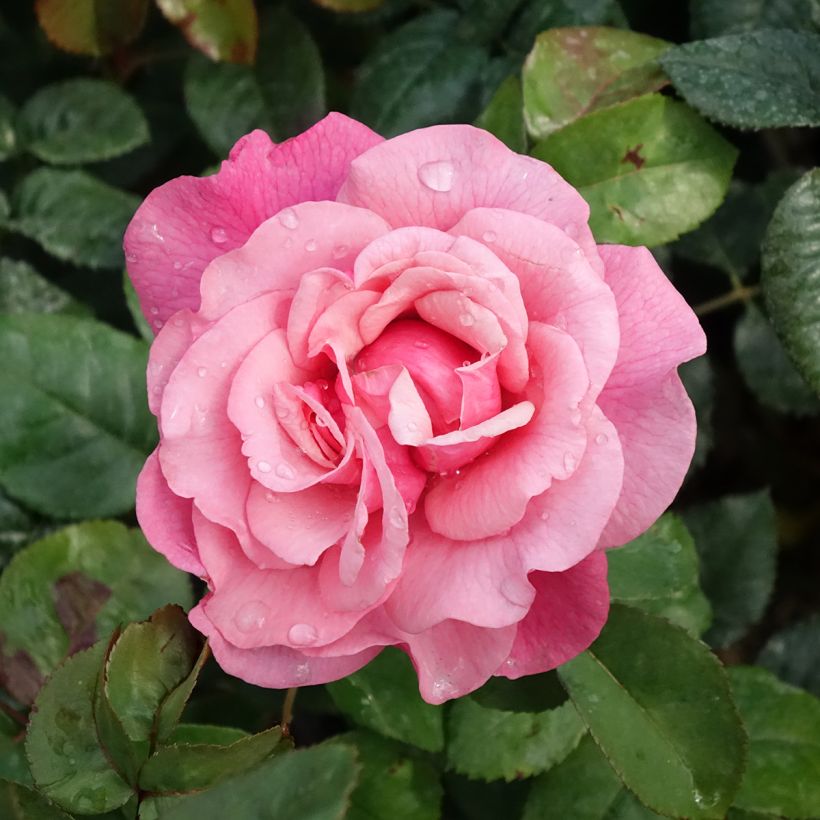 Rosa 'La Gaité' - Hybrid Tea Rose (Flowering)