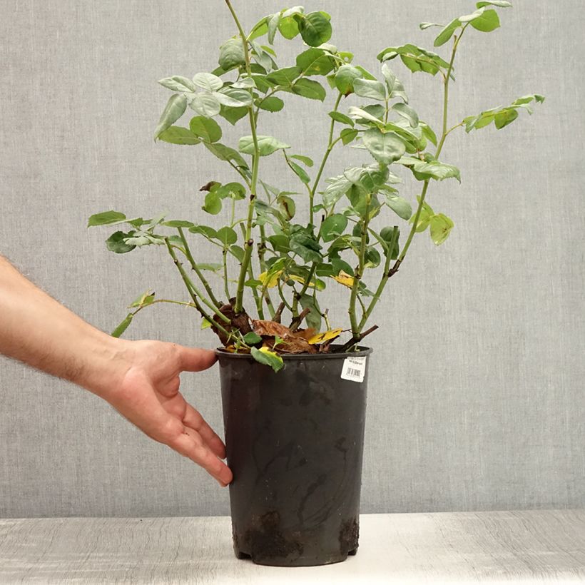 Rosa Nostalgic Rose - Eisvogel - Shrub Rose 4L/5L pot sample as delivered in summer