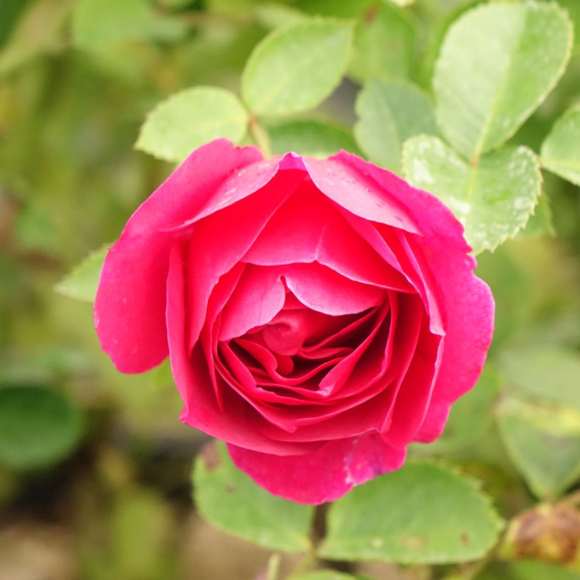 Rosa x floribunda 'Kaffe Fassett' - Shrub Rose (Flowering)