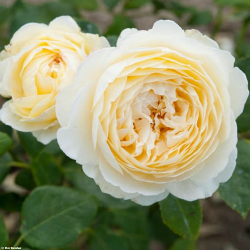 Rosa Claire Austin - English Climbing Rose (Flowering)