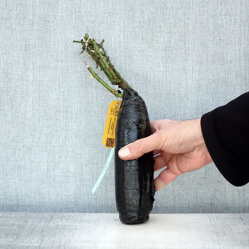 Rosa Amber Sun Wrapped bare root sample as delivered in winter