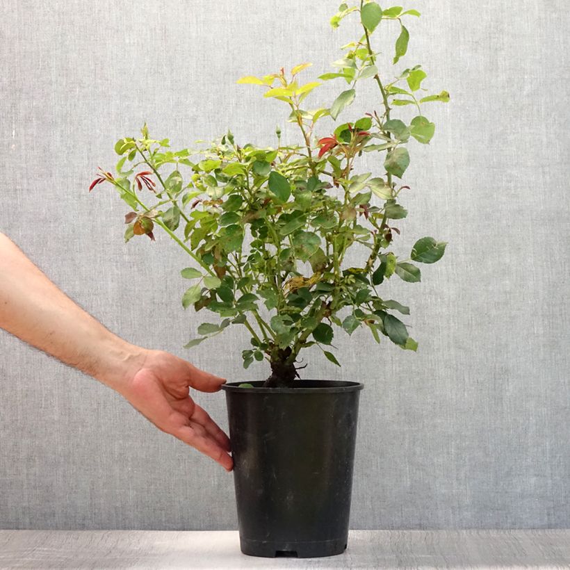 Rosa Amber Sun 2L/3L pot sample as delivered in summer