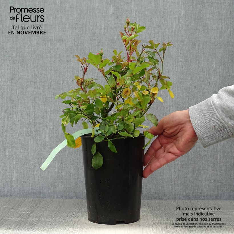 Rosier couvre-sol Amica en pot de 3L/4L sample as delivered in autumn