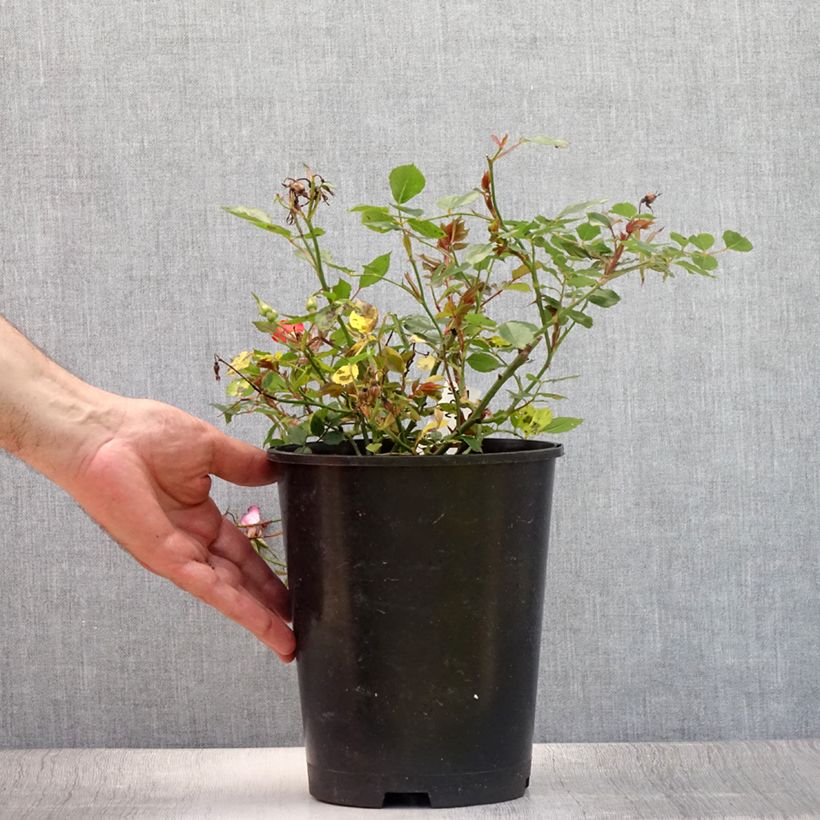Rosa Happy Chappy - Ground Cover Rose 2L/3L pot sample as delivered in summer