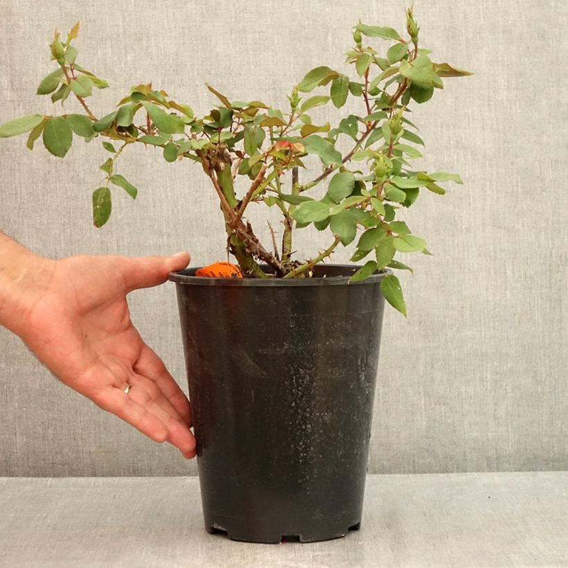Rosa Knock Out - Ground Cover Rose 4L/5L pot sample as delivered in summer