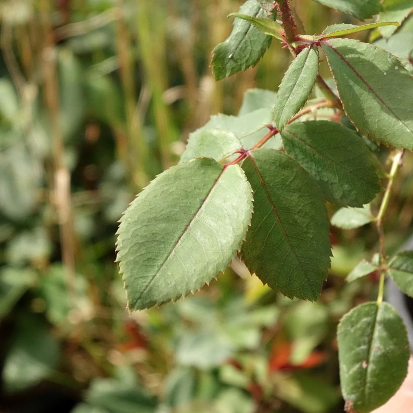 Rosa Knock Out - Ground Cover Rose (Foliage)