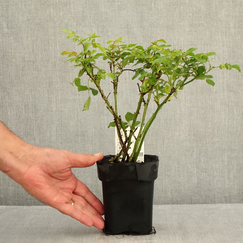 Rosa Larissa 10cm/11cm pot sample as delivered in summer