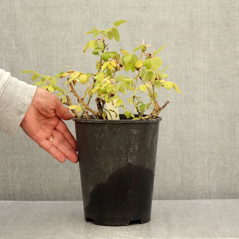 Rosa 'Pink Knock Out' - Groundcover Rose 3L/4L pot sample as delivered in summer