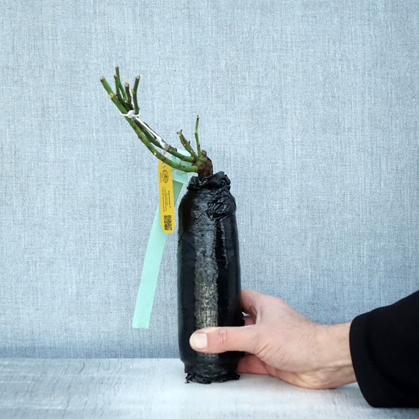 Rosa Rigo Aprikola Wrapped bare root sample as delivered in winter