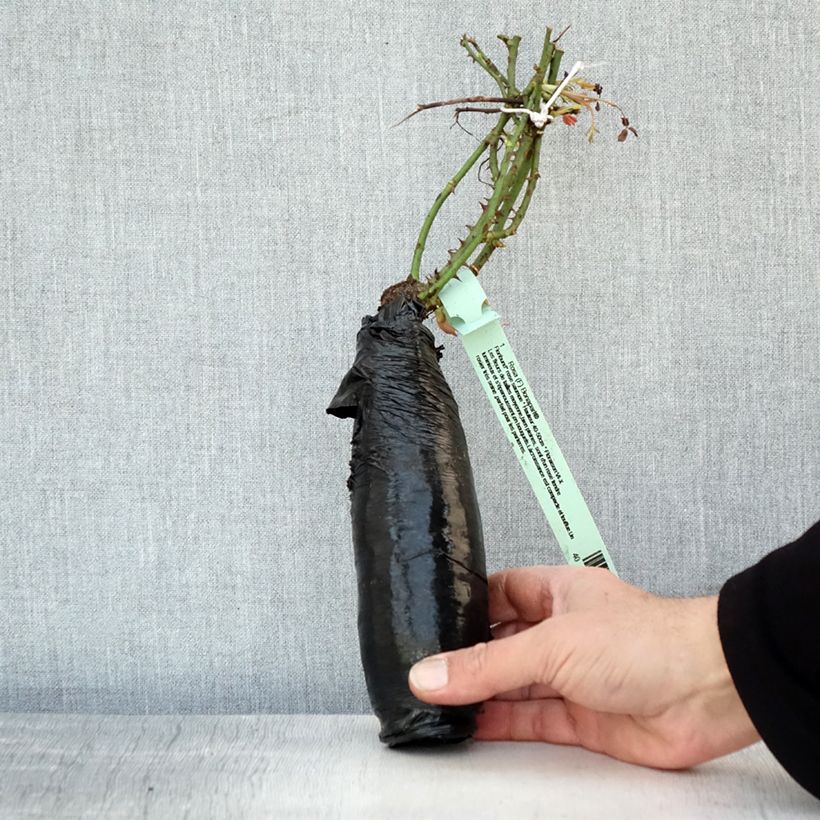 Rosa Rigo Bonaparte Wrapped bare root sample as delivered in winter