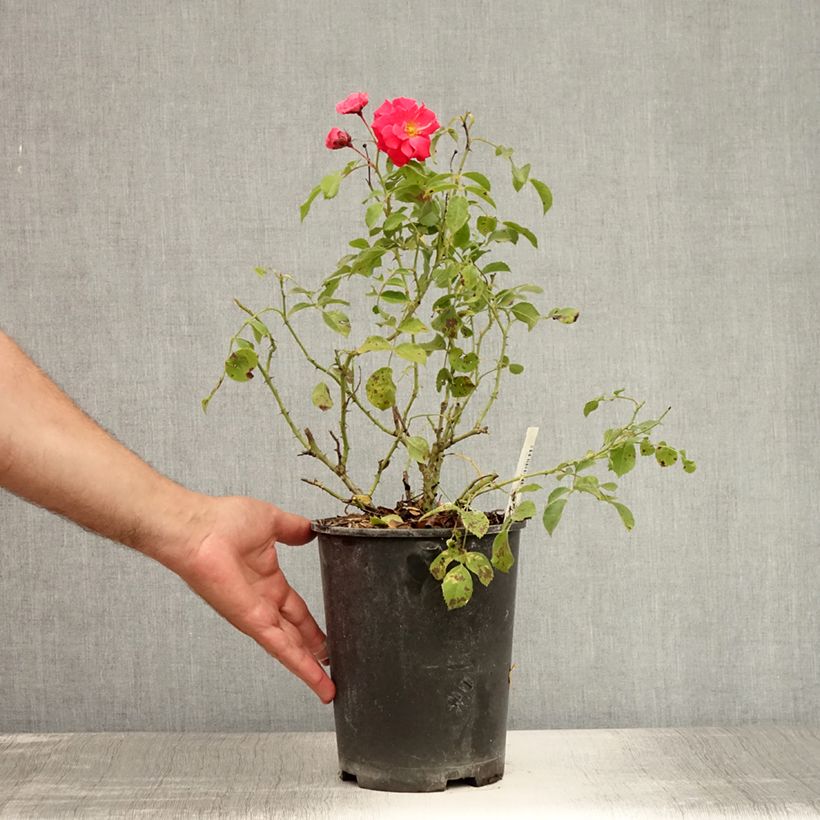 Rosa Rigo Bonaparte 2L/3L pot sample as delivered in summer