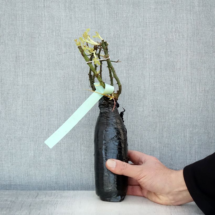 Rosa Rigo Diamant Wrapped bare root sample as delivered in winter