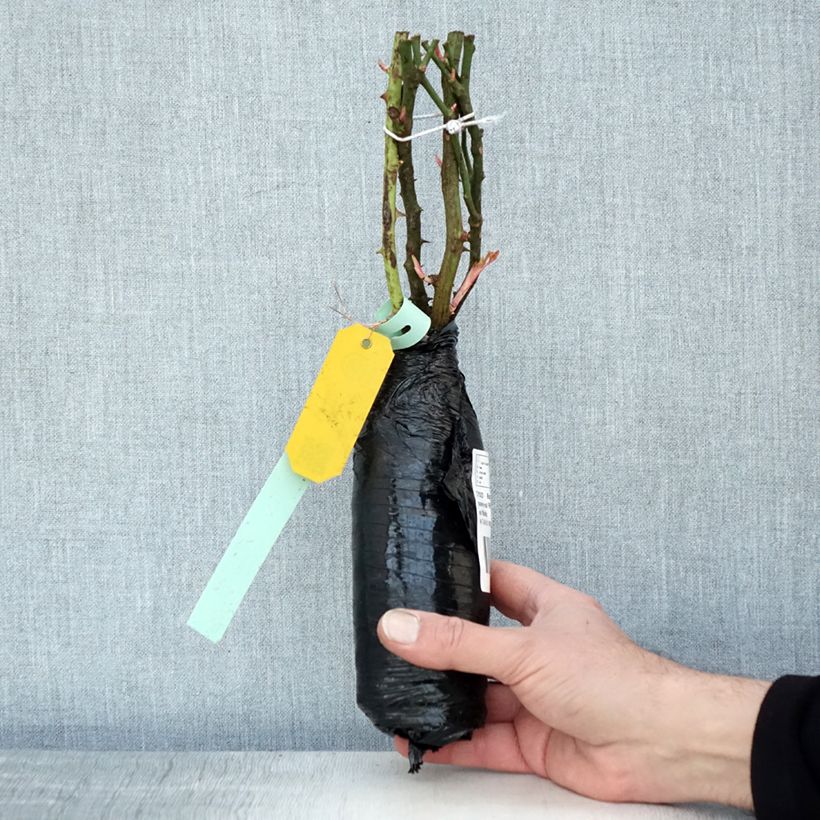 Rosa Rigo Neon Wrapped bare root sample as delivered in winter