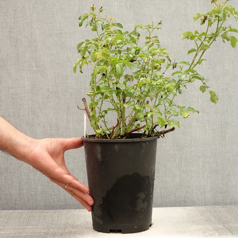 Rosa Rigo Neon 2L/3L pot sample as delivered in summer