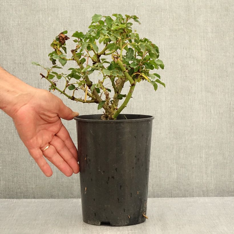 Rosa Rigo Rotilia 2L/3L pot sample as delivered in summer