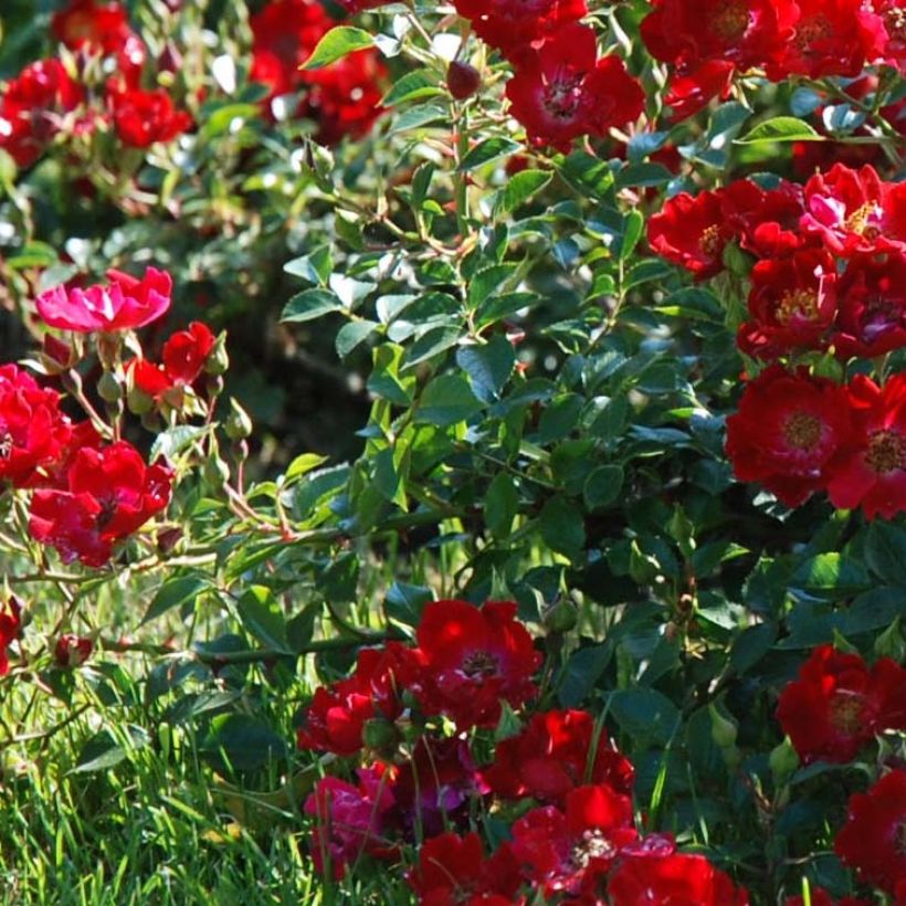 Rosa Rouge Cascade - Shrub Rose (Foliage)