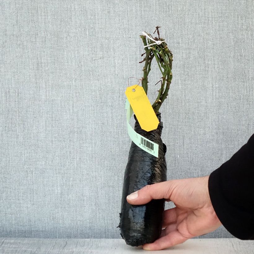 Rosa x polyantha Satina - Groundcover Rose Wrapped bare root sample as delivered in winter