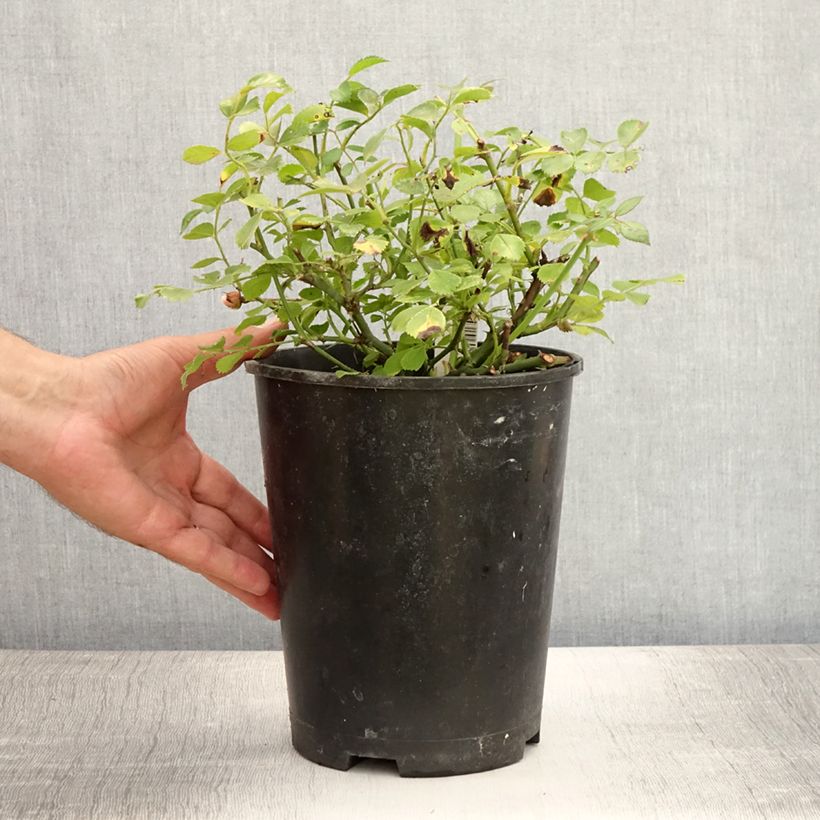 Rosa x polyantha Satina - Groundcover Rose 2L/3L pot sample as delivered in summer