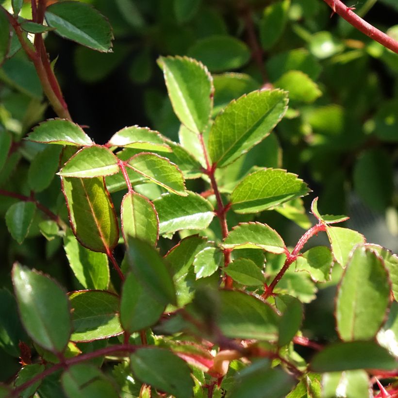 Rosa Sea Foam - Groundcover Rose (Foliage)